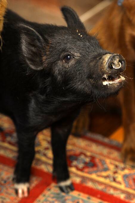 ONE OF THE PACK: Jethro the five-month-old miniature pig is one of the newest members of the HSES menagerie and considers himself a member of the dog pack.