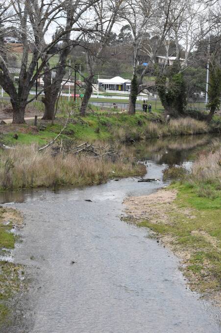 Platypus are known to live in Creswick Creek at Clunes 