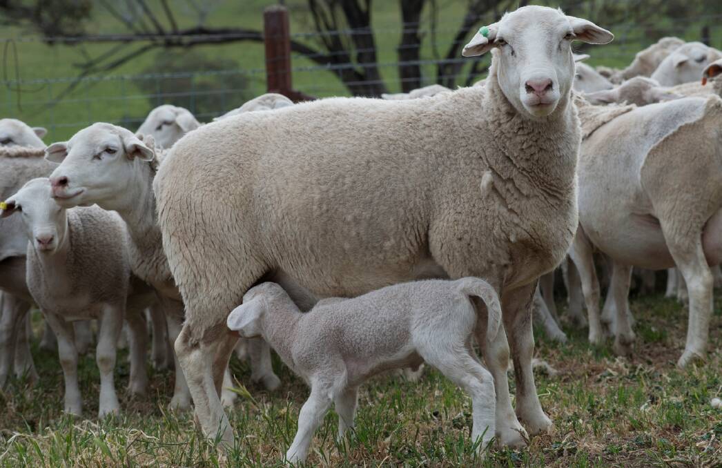 Manage your dry, single, and twin-bearing ewes in separate mobs to boost lamb and ewe survival and lamb growth.
