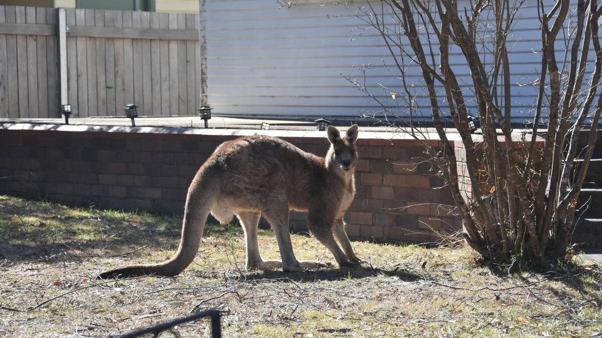 Kangaroo attacks Armidale woman in the street