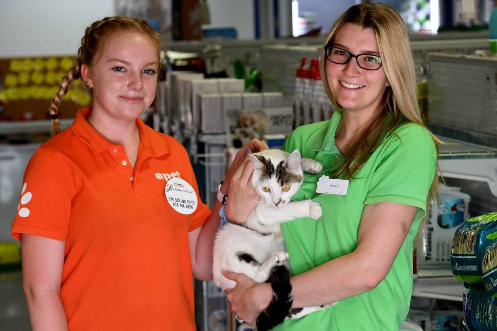 PURR-FECT MATCH: Tamworth PetStock workers Shianne Spurway and Renee Hunt with Paul the cat on national pet adoption day. Photo: Gareth Gardner 090219GGA04