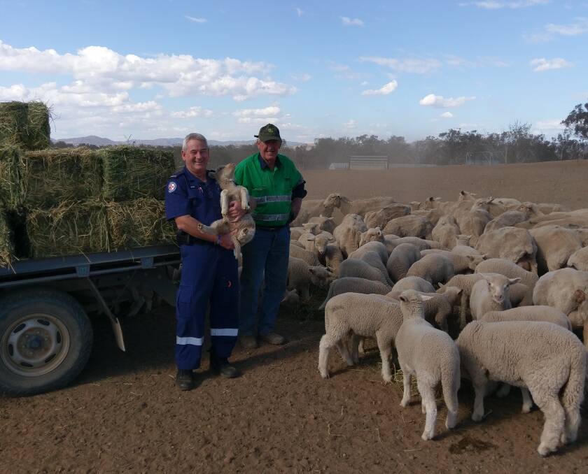 DRY TIMES: Richard Hillier helped feed some sheep at Kevin Tongue's Loomberah property. Photo: Supplied