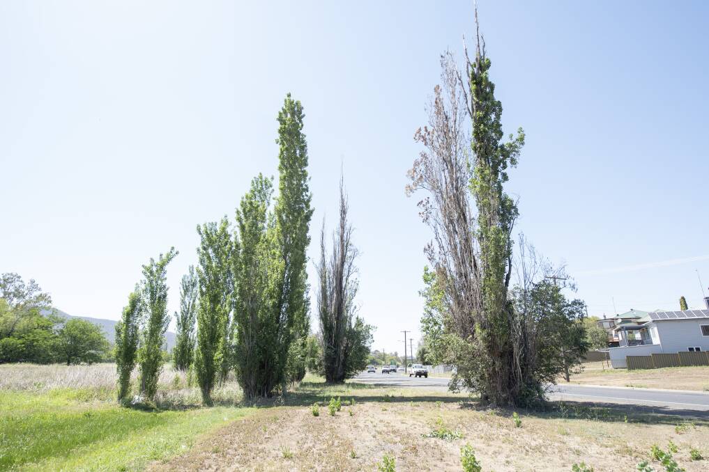 GONE: Tamworth Regional will cut down these poplar trees on Ebsworth Street this weekend. Photo: Peter Hardin 201119PHC011