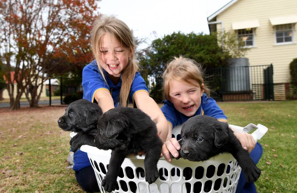 DOGGY DELIVERY: Nundle public students Destiny and Serenity Smith with some future great dog race entrants. Photo: Gareth Gardner 040518GGB005