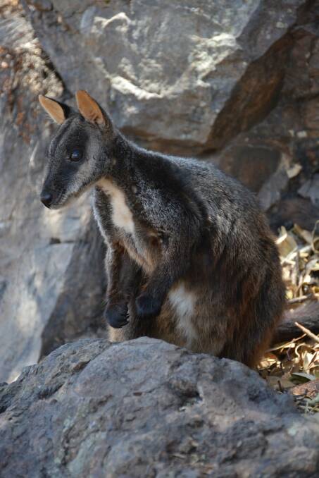 VULNERABLE: Concerns are held for the future of the brush-tailed rock wallaby following fires in the New England ranges. Photo: Guy Ballard