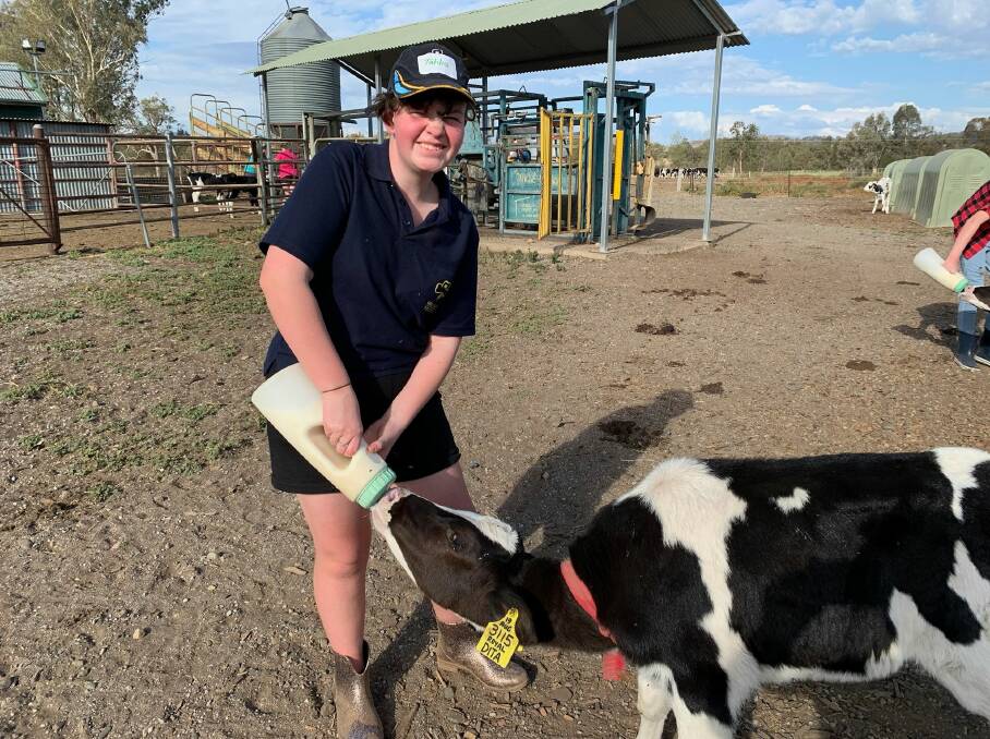 MILKING IT: Tahlia Wade takes a turn at feeding a calf. Photo: Supplied
