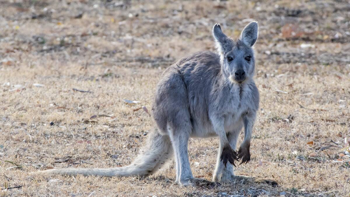 FIRING LINE:  Tamworth Regional Council staff have urged councillors to vote against a farm roo cull. Photo: Peter Hardin