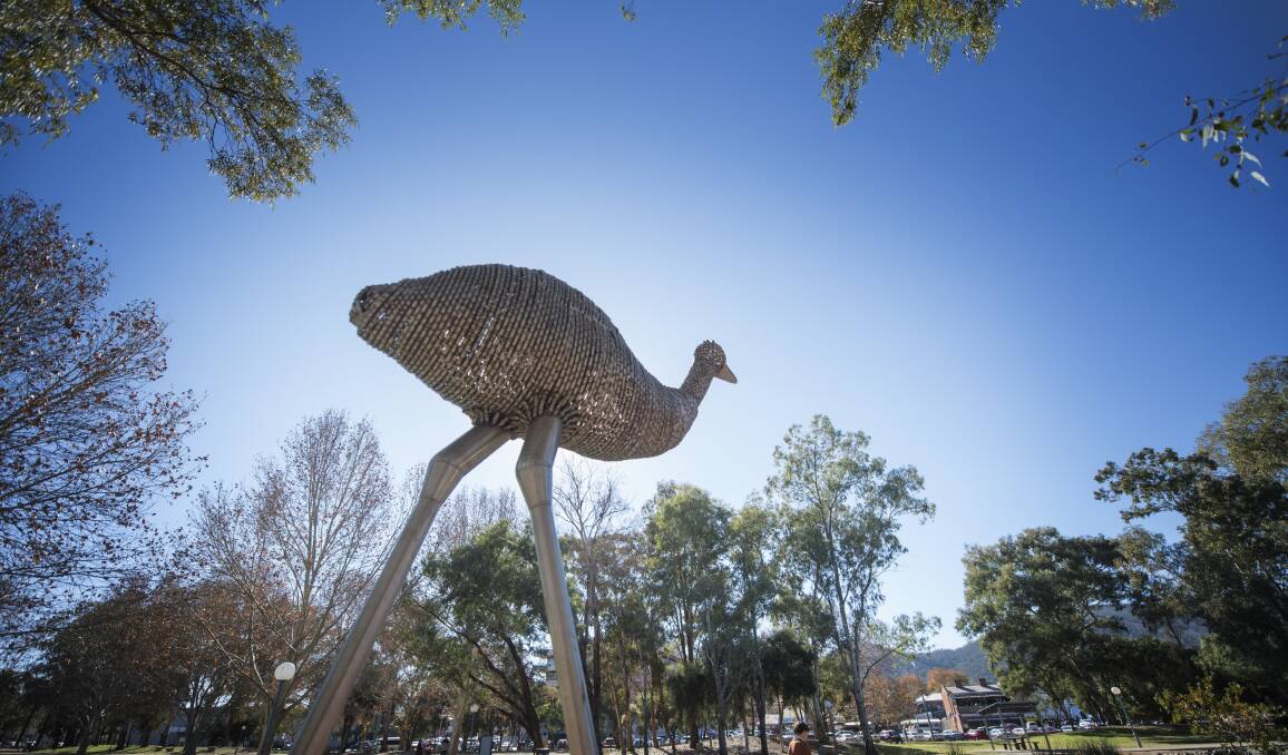 DEFIANT: Emus are walking once again in Tamworth. Photo: Peter Hardin 030719PHB007