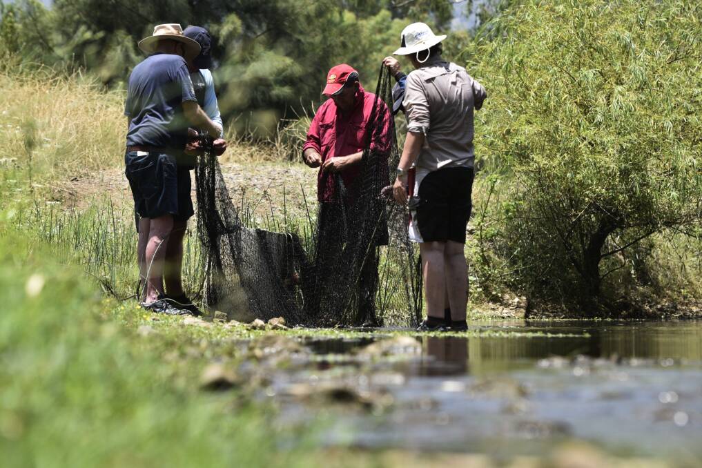 RESCUE: Fish rescue efforts in Peel River are ongoing. Photo: Jacob McArthur