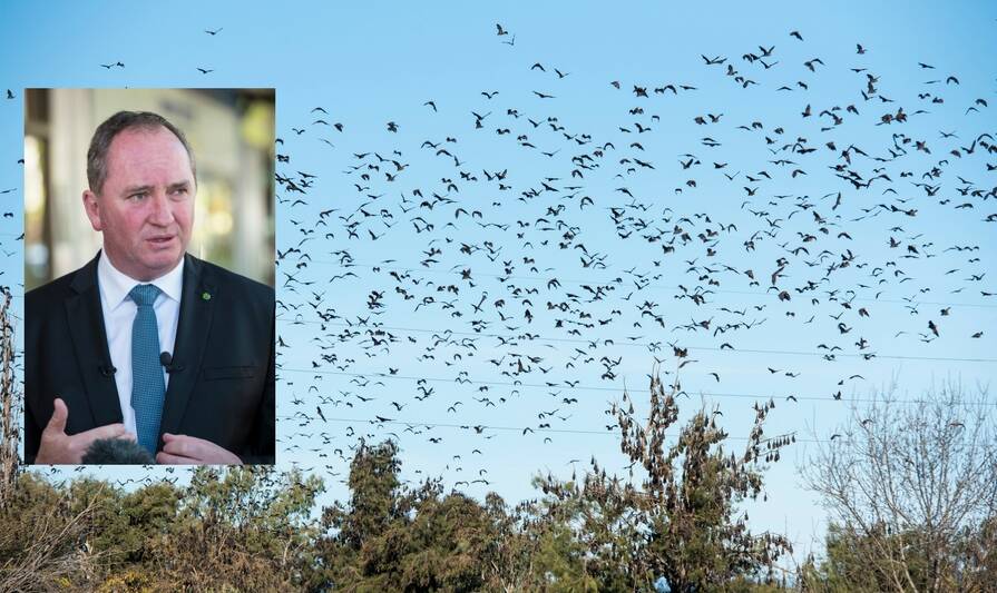 COLLISION COURSE: A plane carrying then-Acting Prime Minister Barnaby Joyce was hit by a bat coming into to Tamworth last week. 