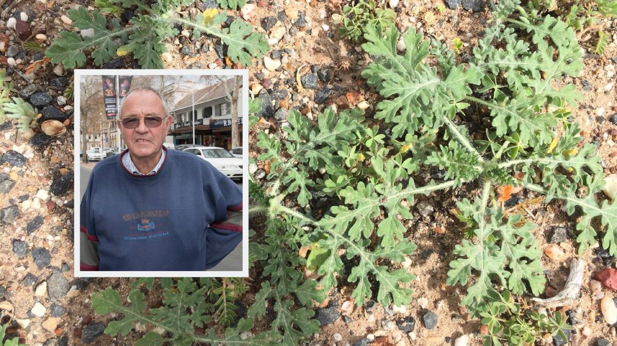 SEEDS SOWN: Tamworth councillor Jim Maxwell (inset) has warned of possible incursion of weeds like parthenium (pictured) in the region.