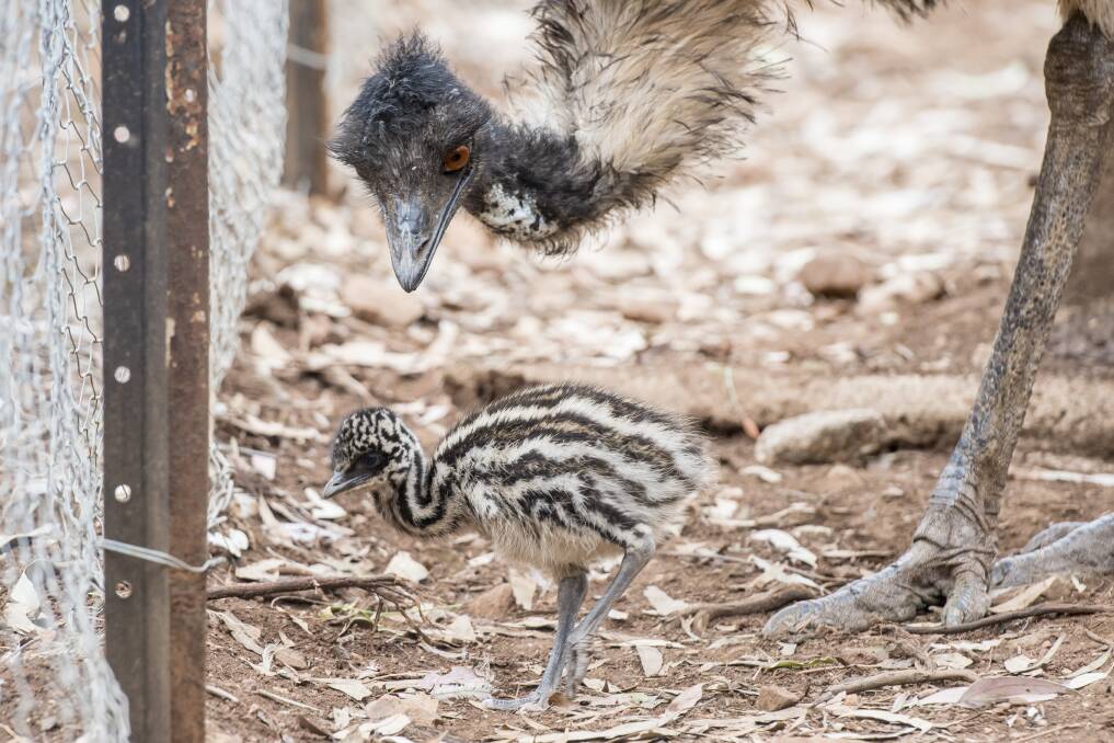 FEATHERED FRIEND: A baby emu chick hatched at the Marsupial Park in November. Photo: Peter Hardin 051118PHB186