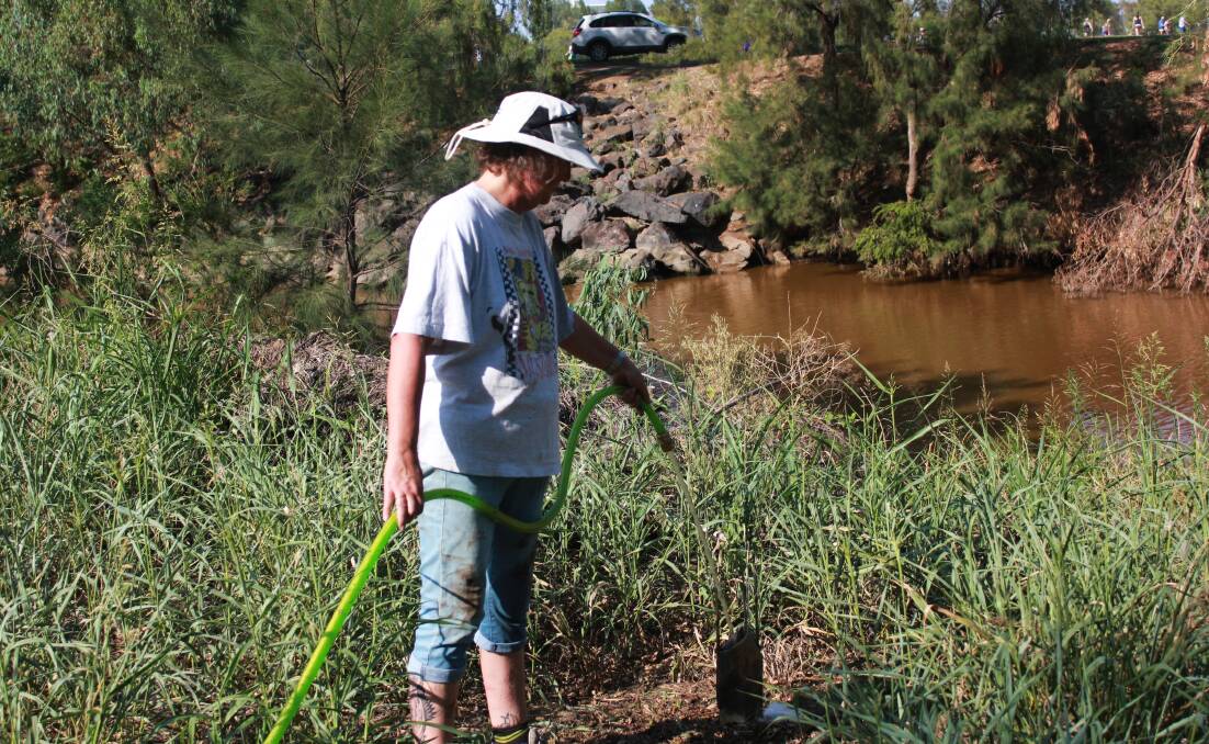 CARING NATURE: Landcare and OzFish volunteer Anne Michie helping keep the banks of the Peel River strong with more rain predicted. Photo: Jacob McArthur 020220JMA01