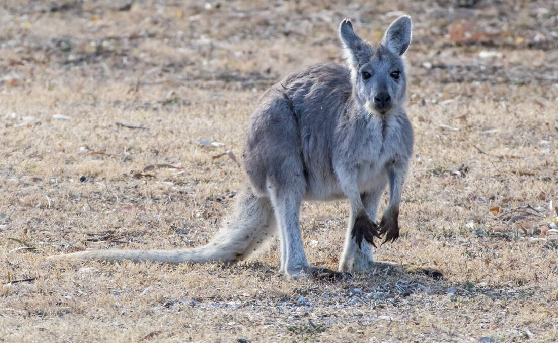 SAFE FOR NOW: Kangaroos on a council-owned property won't be culled following human safety concerns being raised. Photo: Peter Hardin