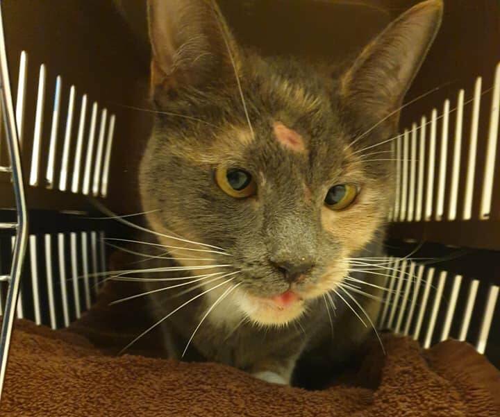 While Luna was found with an injury to her head, her good luck has begun, with the three-year-old set to head off on her journey home to Tamworth from the ACT. Picture: Canberra Street Cat Alliance