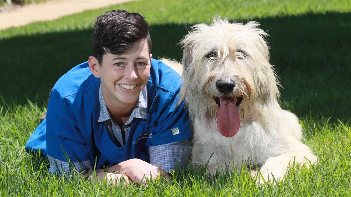 HERO: Dr Anita Helman from the Wagga Wagga Veterinary Hospital with Hella, the wolfhound who gave her blood to save a fellow pup's life. Picture: Les Smith