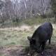 A feral pig in the Snowy Mountains. Picture: FILE