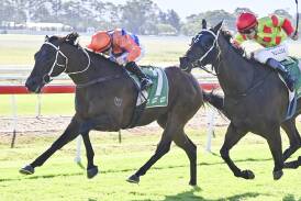 Well timed is tipped to perform strongly in Race 7, the Polytrack Provincial Midway Championships Wildcard over 1400 metres at Newcastle. Picture Bradley Photos
