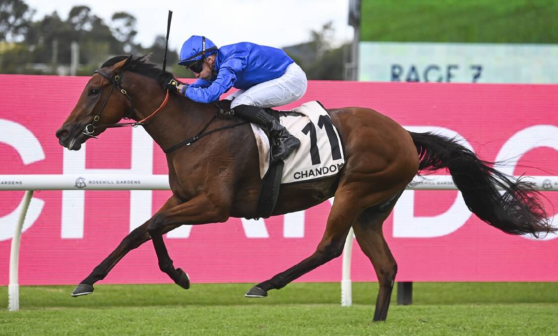 Zardozi is tipped to win Race 9, ATC Australian Derby over 2400 metres. Picture Bradley Photos 