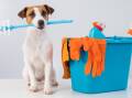 Our furry friends may be smart but they still can't clean up after themselves. Picture Shutterstock
