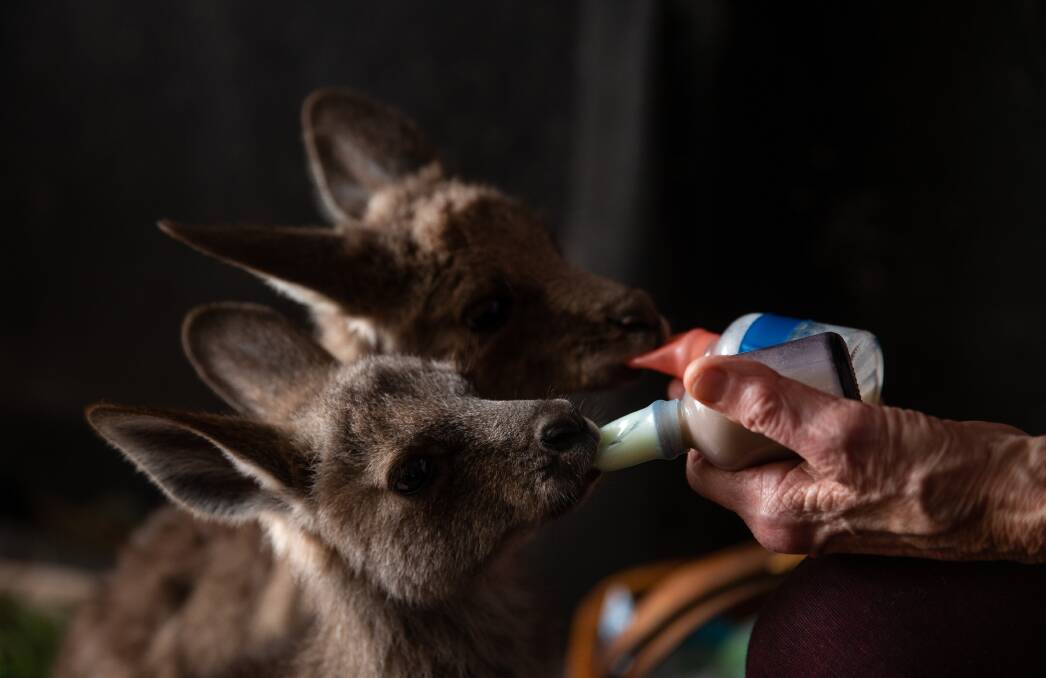 Margaret Howley feeds two eastern grey kangaroo joeys. Picture: Marina Neil