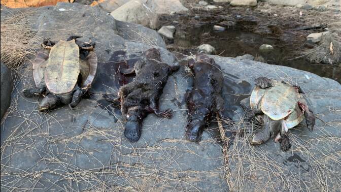 Dead platypus and Hunter River turtles were found on the dried up upper reaches of the Hunter River. Photo courtesy Aussie Ark
