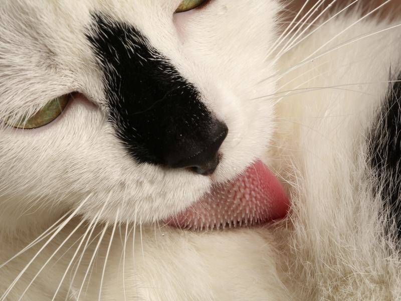 Scientists are finding out how a cat's sandpapery tongue keeps it clean and cool.