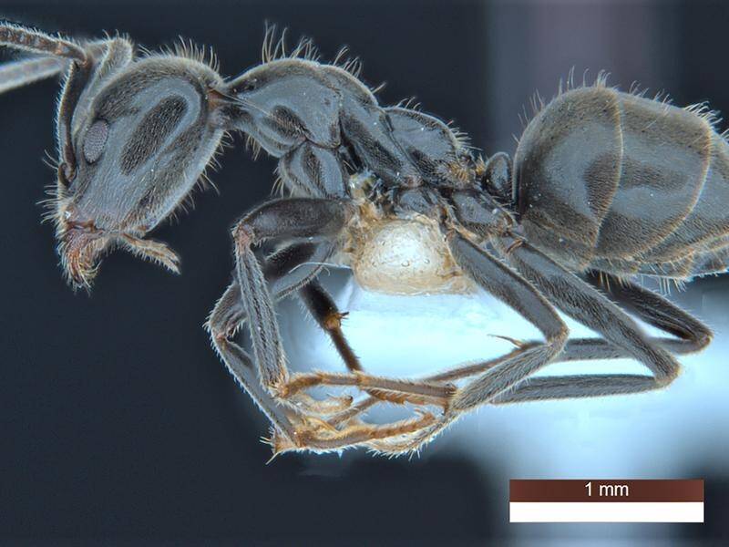The newly named ant Anonychomyrma inclinata supports the endangered bulloak jewel butterfly. (PR HANDOUT)