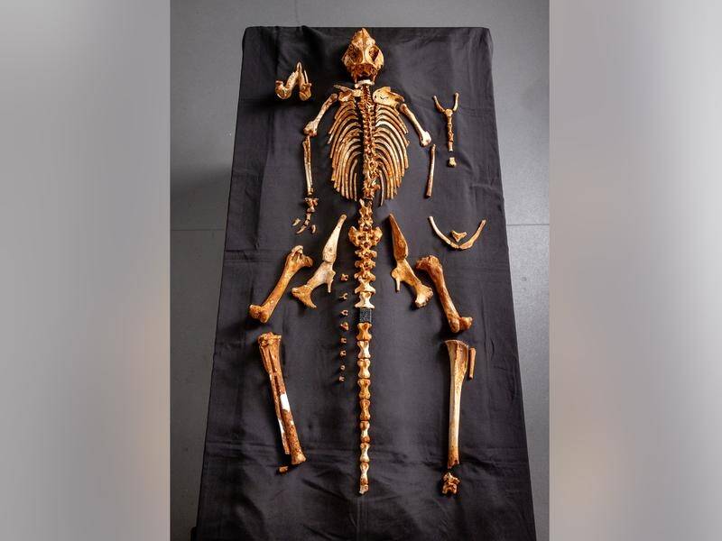 The skeleton of an extinct kangaroo species has been unearthed from deep inside a Victorian cave. (Tim Carrafa/AAP PHOTOS)
