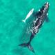The southern right whale with a rare 'white' calf has been spotted off NSW's south coast. (PR HANDOUT)