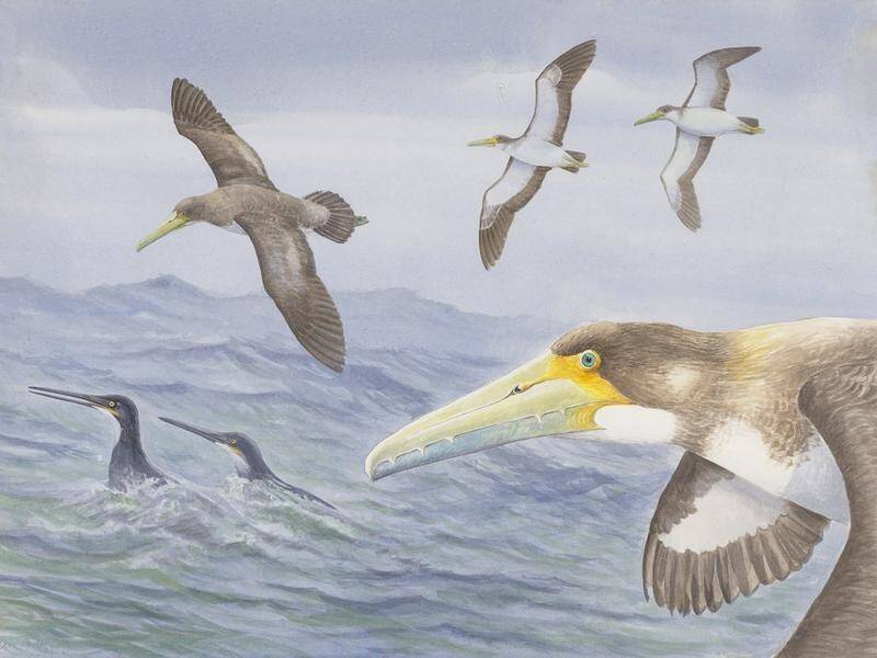 The remains of a 62-million-year old seabird were found on New Zealand's South Island.
