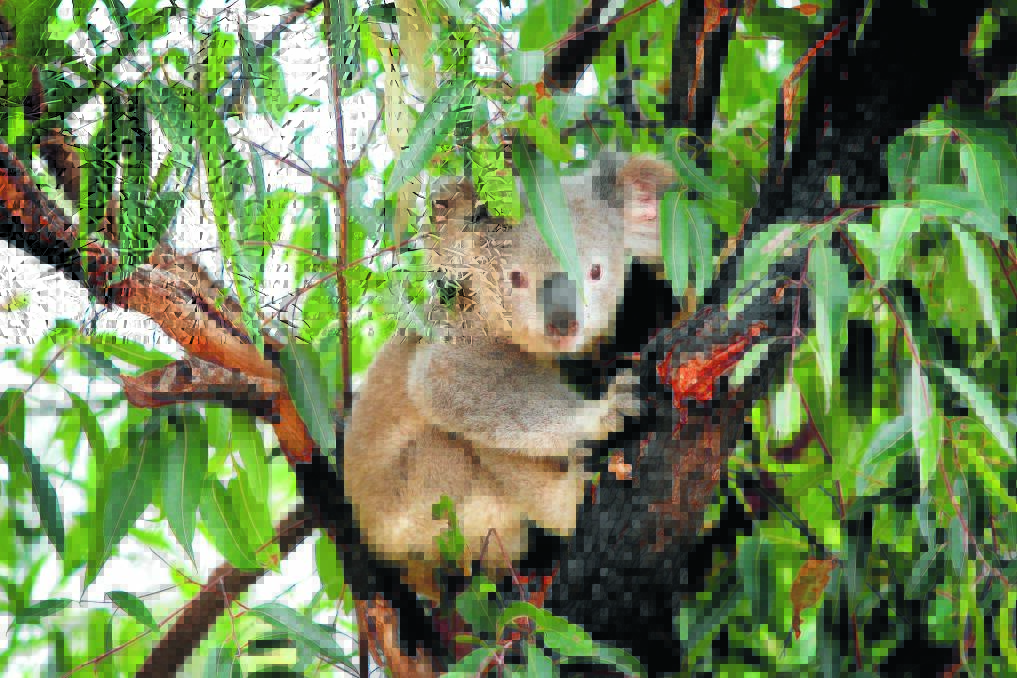 IN DANGER: Koalas are at risk of becoming extinct west of the Great Dividing Range if action is not taken. Photo: Sylvia Liber