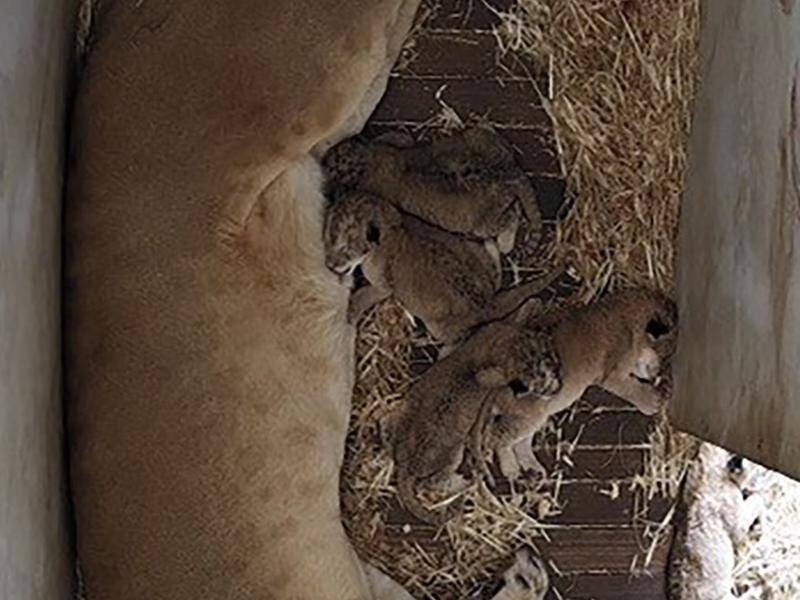 Five new lion cubs have been born at South Australia's Monarto Safari Park.