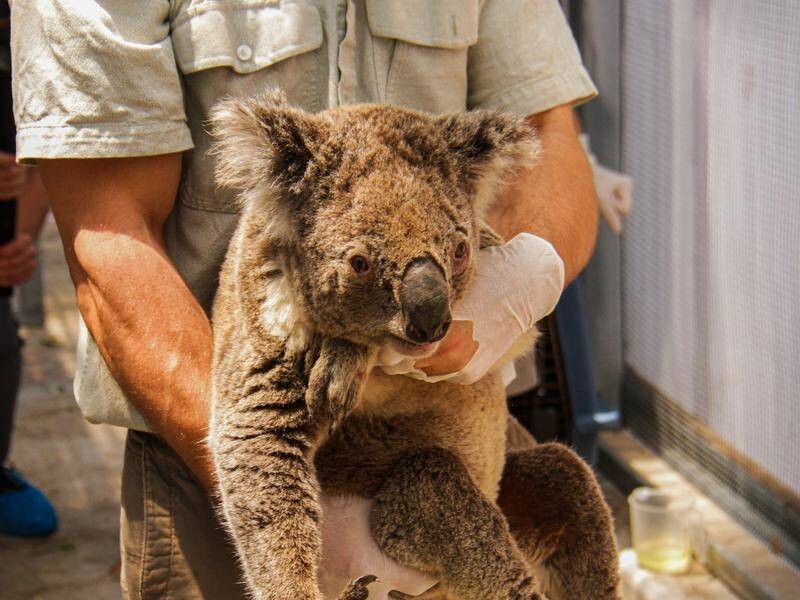 Millions of animals including endangered species have been killed in recent bushfires.