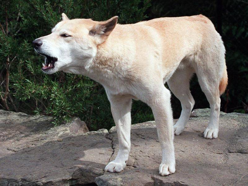 A new study has found dingoes have grown almost 10 per cent over the past 80 years.