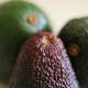 Avocados in 2022 cost, on average, half as much as they did over the past five years. (Tracey Nearmy/AAP PHOTOS)
