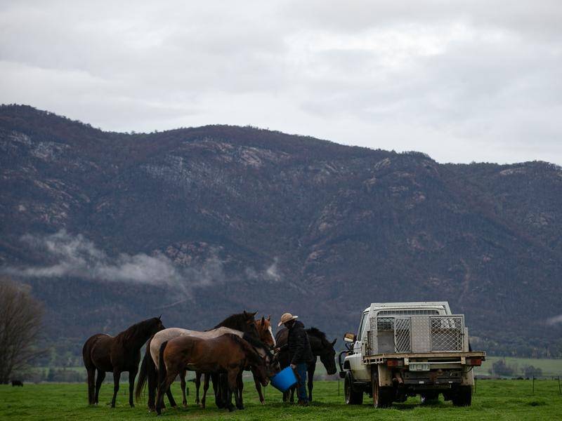 Farmer Adam Wheeler feeding his horses near Cudgewa, Victoria, in early 2020.