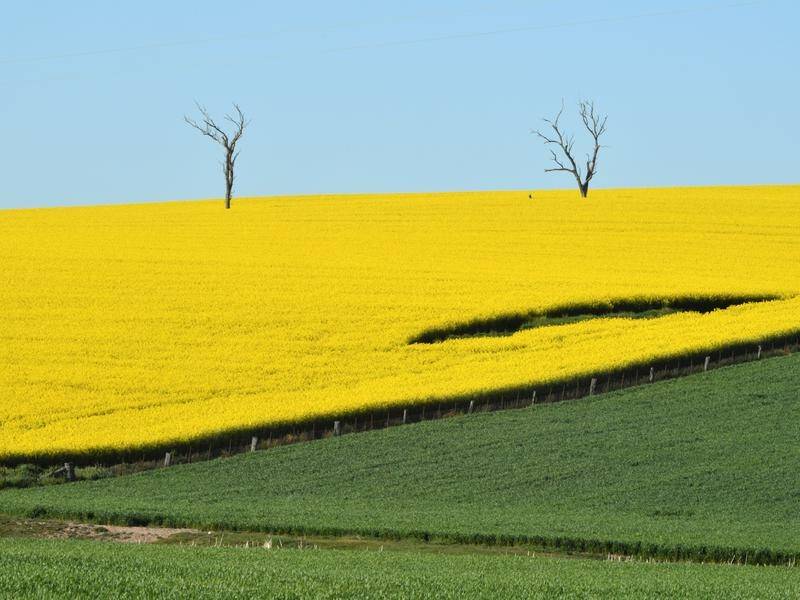 Australia's winter crop production is tipped to be the largest in the nation's history.