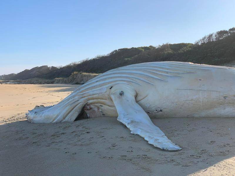 A white whale found dead on a beach in Victoria is not Migaloo, scientists have confirmed.