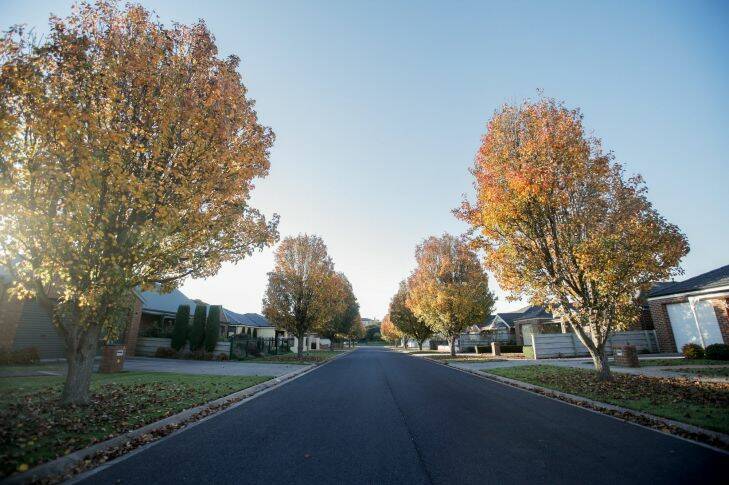STANDARD, NEWS, Warrnambool City Council trees to be placed in Liebig Street after renewal. 170616 Pictured: This stunning species of tree, currently seen in Lutana Grove, are planned to be placed along Liebig Street once the renewal works are complete. Picture: Amy Paton