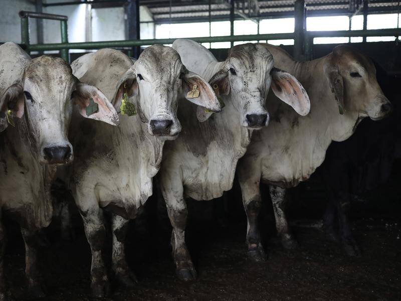 Officials have confirmed some cattle have died but won't divulge the exact number. (AP PHOTO)