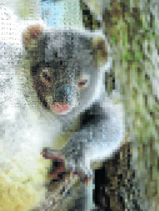 BAD NEWS, FUR REAL: The koala's conservation status is vulnerable and a new report shows there is a 'very severe reduction, more than 80 per cent, in some inland sub-populations'. Anecdotal evidence reveals in the Gunnedah area they're on the move south and north-east to mountains - and a 2011 sampling in the Pilliga showed a 75 per cent reduction in numbers since 2003-04. Photo courtesy Professor John Woinarksi