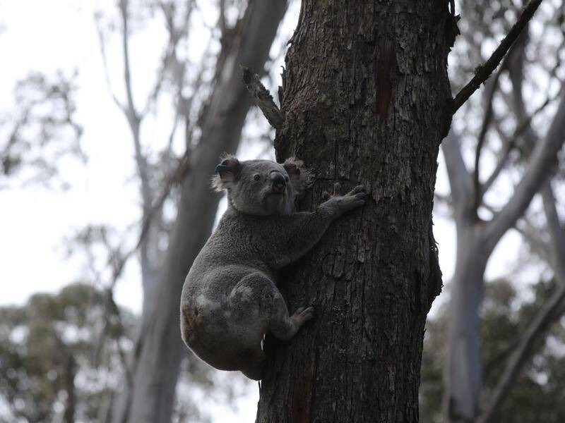 Land owned by Sydney Water is set to become a national park after koalas were found living there. (PR HANDOUT IMAGE PHOTO)