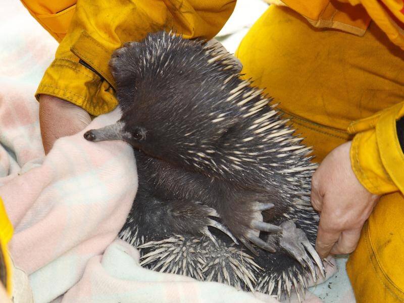 Victoria is spending $17.5 m to help native wildlife left injured or starving after bushfires.