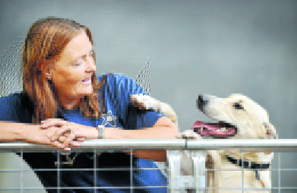 DIRECTORY TO DOGS: Heaven Can Wait volunteer Tracy Dyson - with Askin the dog, who's asking for a home - is pleased the organisation will be featured on the front page of the telephone directory. Photo: Barry Smith 290316BSC09
