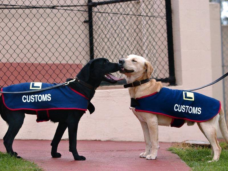 Sniffer dogs are a crucial weapon in preventing devastating diseases entering Australia.