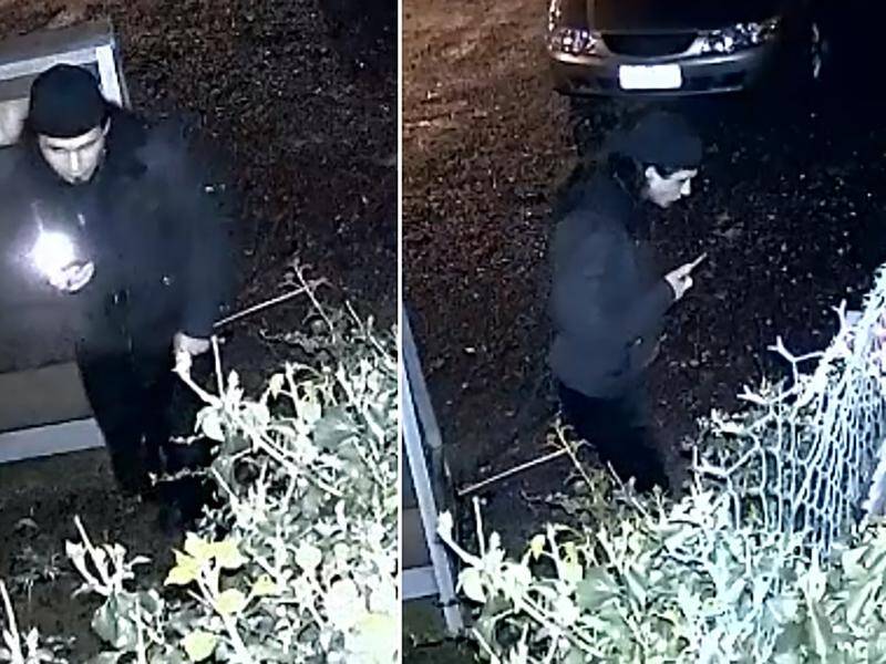 Police are looking for two men who stole bonsai plants worth $15,000 from a nursery in Victoria. (PR HANDOUT IMAGE PHOTO)