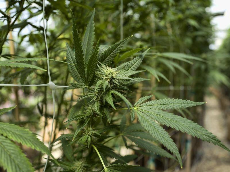 The NSW government is growing medicinal cannabis at a secret location as part of a production trial.