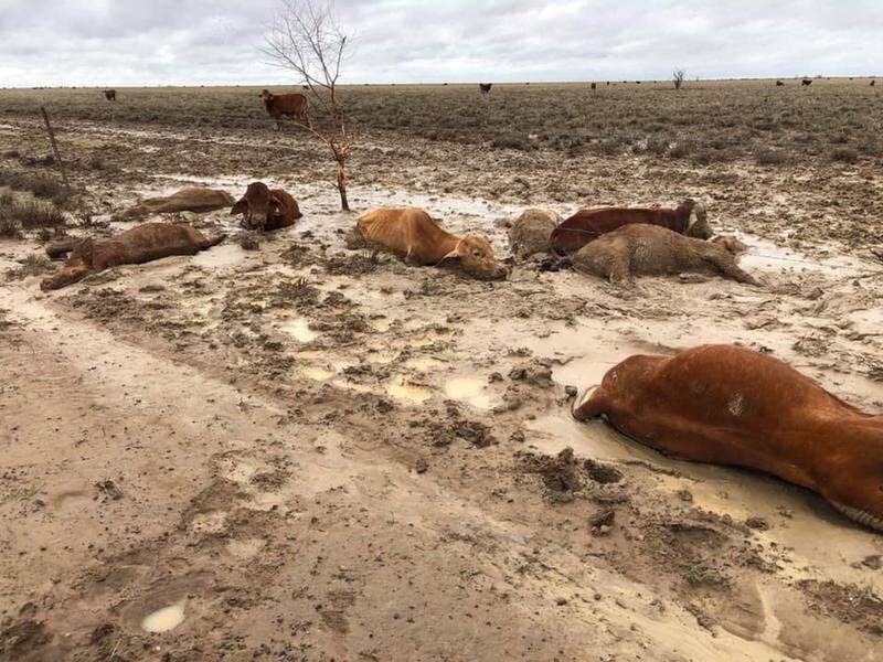Queensland graziers whose farms were ravaged by floodwaters are slowly recovering from the disaster.