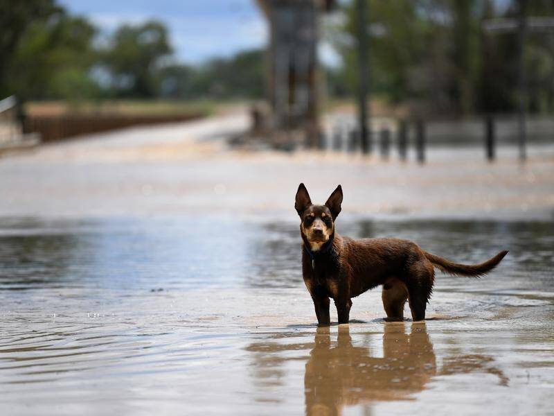 Flood waters in St George, west of Brisbane are expected to peak on Thursday or Friday.